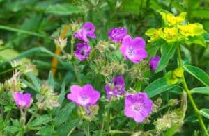 Spring wildflowers in the Smoky Mountains